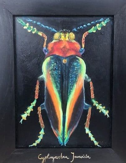 Cyphogastra Javanica